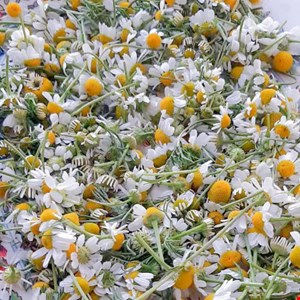بابونه آلمانی تازه (تر)