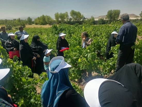 پروژه تولید محصولات سالم با حضور زنان روستایی